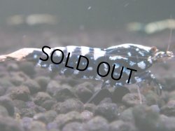 画像1: 050　H【夏割MAX】Fan shrimp BLACK GALAXY