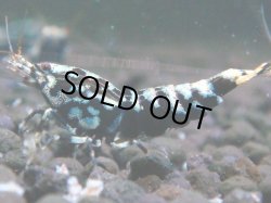 画像1: 009　H【夏割MAX】HY shrimp