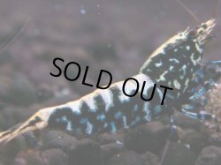 画像1: 042　H【夏割MAX】Fan shrimp BLACK GALAXY