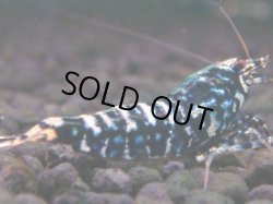 画像1: 035　H【夏割MAX】Fan shrimp BLACK GALAXY