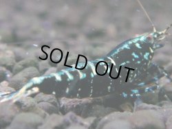 画像1: 038　H【夏割MAX】Fan shrimp BLACK GALAXY
