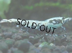 画像1: 052　P【夏割MAX】TK shrimp 特選グレード BLACK GALAXY