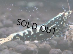 画像1: 043　H【夏割MAX】Fan shrimp BLACK GALAXY