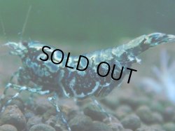 画像1: 057　P【夏割MAX】TK shrimp 特選グレード BLACK GALAXY
