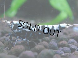 画像1: 017　H【夏割MAX】HY shrimp