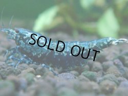 画像1: 055　P【夏割MAX】TK shrimp 特選グレード BLACK GALAXY