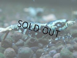 画像1: 053　P【夏割MAX】TK shrimp 特選グレード BLACK GALAXY