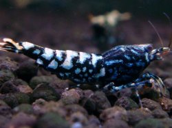 画像1: 034　H【夏割MAX】Fan shrimp BLACK GALAXY
