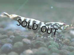 画像1: 059　P【夏割MAX】TK shrimp 特選グレード BLACK GALAXY