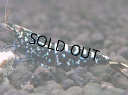 画像1: 031　H【夏割MAX】Fan shrimp BLACK GALAXY
