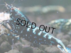 画像1: 036　H【夏割MAX】Fan shrimp BLACK GALAXY