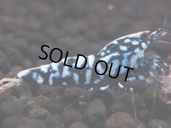 画像1: 040　H【夏割MAX】Fan shrimp BLACK GALAXY