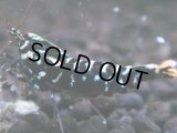 020　H【夏割MAX】HY shrimp