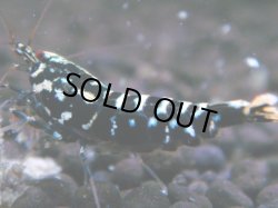 画像1: 020　H【夏割MAX】HY shrimp
