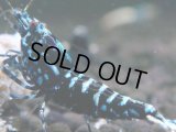 007　H【夏割MAX】HY shrimp