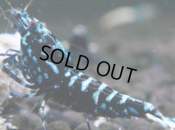 画像1: 007　H【夏割MAX】HY shrimp