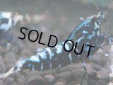 002　H【夏割MAX】HY shrimp