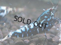 画像1: 002　H【夏割MAX】HY shrimp