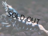 003　H【夏割MAX】HY shrimp