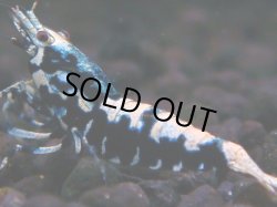 画像1: 003　H【夏割MAX】HY shrimp