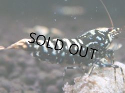 画像1: 033　H【夏割MAX】Fan shrimp BLACK GALAXY
