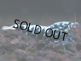 001　H【夏割MAX】HY shrimp