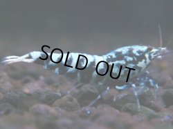 画像1: 001　H【夏割MAX】HY shrimp