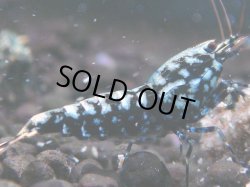 画像1: 037　H【夏割MAX】Fan shrimp BLACK GALAXY