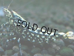 画像1: 058　P【夏割MAX】TK shrimp 特選グレード BLACK GALAXY