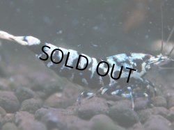 画像1: 008　H【夏割MAX】HY shrimp