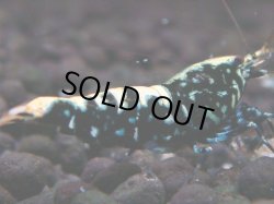 画像1: 048　H【夏割MAX】Fan shrimp BLACK GALAXY