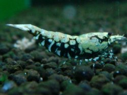 画像1: 067　P【夏割MAX】TK shrimp 特選グレード BLACK GALAXY