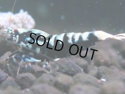 画像1: 004　H【夏割MAX】HY shrimp