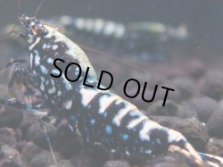 画像1: 049　H【夏割MAX】Fan shrimp BLACK GALAXY