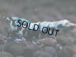 画像1: 018　H【夏割MAX】HY shrimp