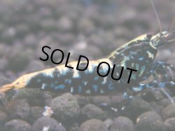 画像1: 047　H【夏割MAX】Fan shrimp BLACK GALAXY