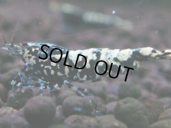 画像1: 041　H【夏割MAX】Fan shrimp BLACK GALAXY