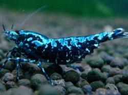 画像1: 064　P【夏割MAX】TK shrimp 特選グレード BLACK GALAXY
