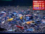 金眼タイガーMIX （送料込み）