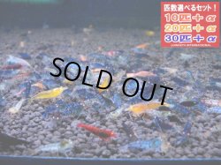 画像1: 金眼タイガーMIX （送料込み）