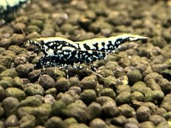 画像1: 310　H【夏割MAX】BMG 2.0cm