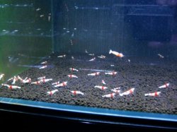 画像2: 050　H【夏割MAX エニータイムRT】涼風シュリンプなのにコスパMAX！45水槽内丸ごと約60匹セット