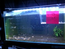 画像1: 050　H【夏割MAX エニータイムRT】涼風シュリンプなのにコスパMAX！45水槽内丸ごと約60匹セット