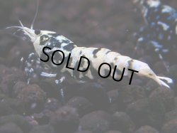 画像1: 006　A【夏割MAX エニータイムRT】Fan Shrimpのブラックギャラクシー マニア遺伝子！