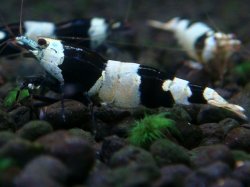 画像1: 127　H【夏割MAX エニータイムRT】Fan Shrimp SUPER BLACK