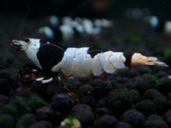 画像1: 123　H【夏割MAX エニータイムRT】Fan Shrimp SUPER BLACK