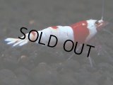 104　A【夏割MAX エニータイムRT】色濃い人気のウルトラレッド！小さ目ぴやっとウルトラ特価20連発！