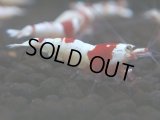 102　A【夏割MAX エニータイムRT】色濃い人気のウルトラレッド！小さ目ぴやっとウルトラ特価20連発！