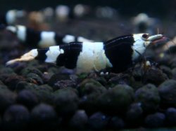画像1: 121　H【夏割MAX エニータイムRT】Fan Shrimp SUPER BLACK