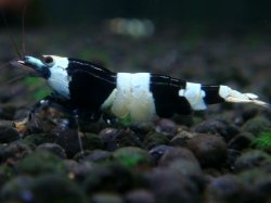 画像1: 126　H【夏割MAX エニータイムRT】Fan Shrimp SUPER BLACK